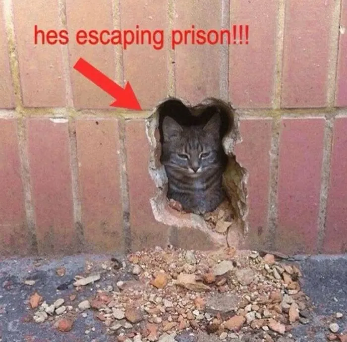 This Cat Meme Page Turns Everyday Chaos Into Feline Comedy, And Here Are Some Of Its Funniest Posts (50 Pics)