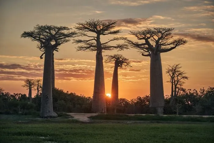“Baobab Sunset” By Héctor Ruiz