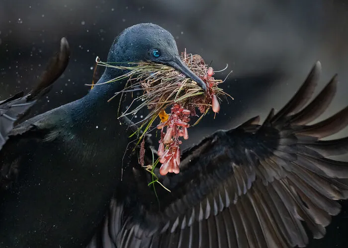Plants For Birds, 2025 Winner: Barbara Swanson