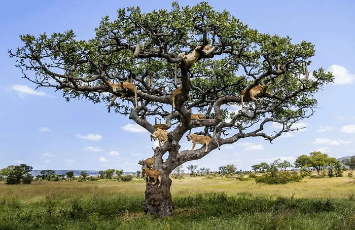 🔥 A Super Pride Of Lions Resting On A Tree. There Was Around A Million Lions A Century Ago And Much Bigger Super Prides.  Bobby-Jo Clow Took The Photograph