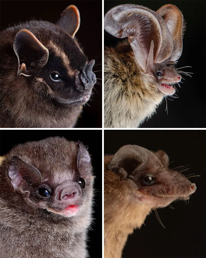 🔥 Bats Come In Different Sizes And Shapes 🔥