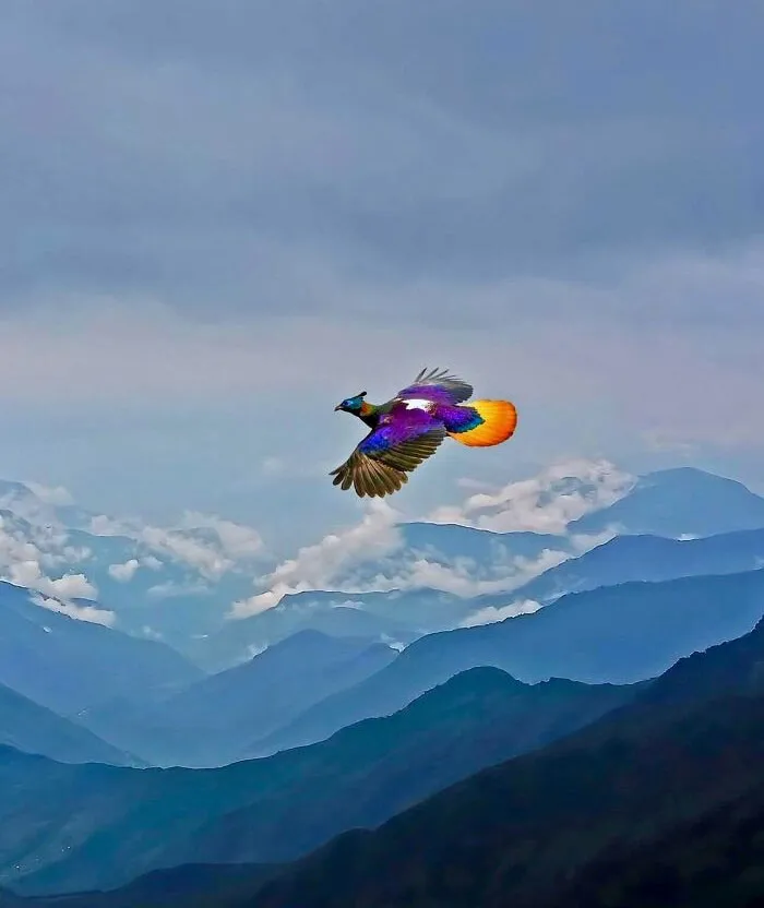 🔥 Himalayan Monal: The Iridescent Jewel Of The Mountains