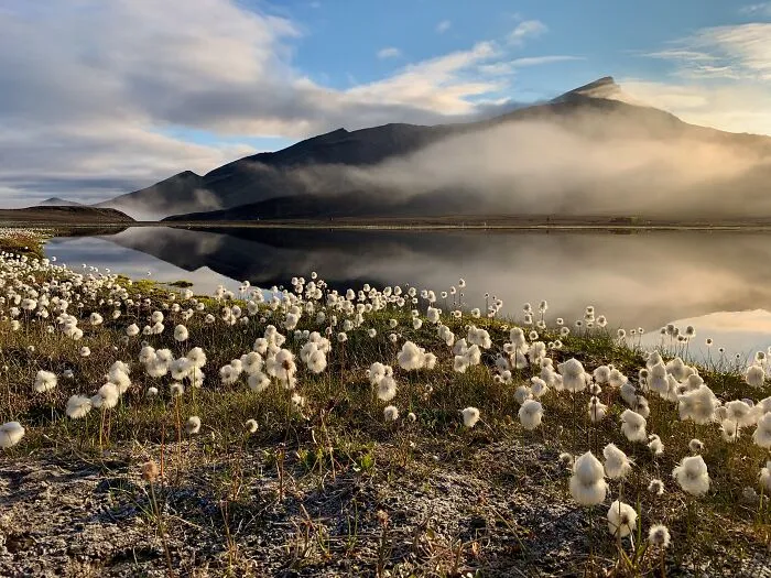 Flora And Fungi, Winner: Anthony Zerafa