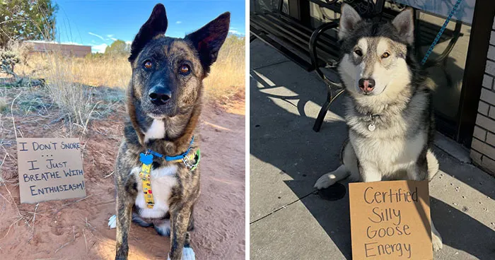 44 Adoptable Dogs With Funny Signs That Show Off Their Personalities, Shared By “Dog With Sign”