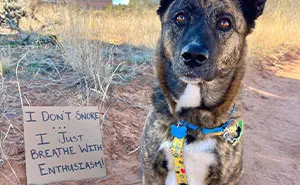 44 Adoptable Dogs With Funny Signs That Show Off Their Personalities, Shared By “Dog With Sign”