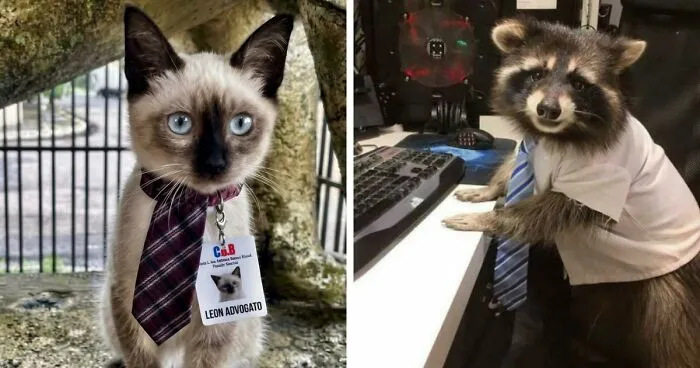 83 Animals Who Are Equal Parts Adorable And Surprisingly Useful