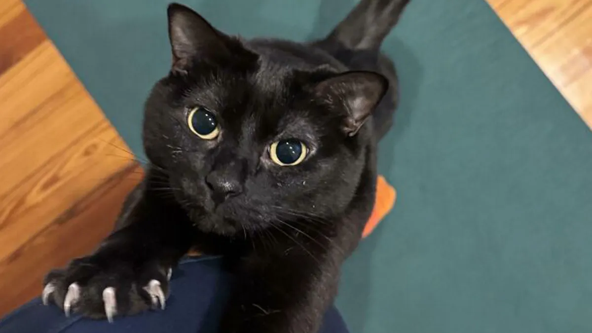 80 “Terrifying” Cat Photos That Remind Owners Their Position In The Household Is Not Guaranteed