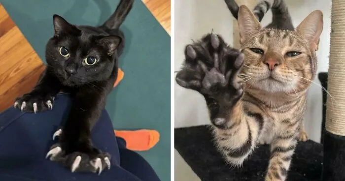 80 Cat Claw Pictures That Serve As A Gentle Reminder Of Who Is In Charge