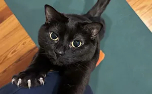 80 “Terrifying” Cat Photos That Remind Owners Their Position In The Household Is Not Guaranteed