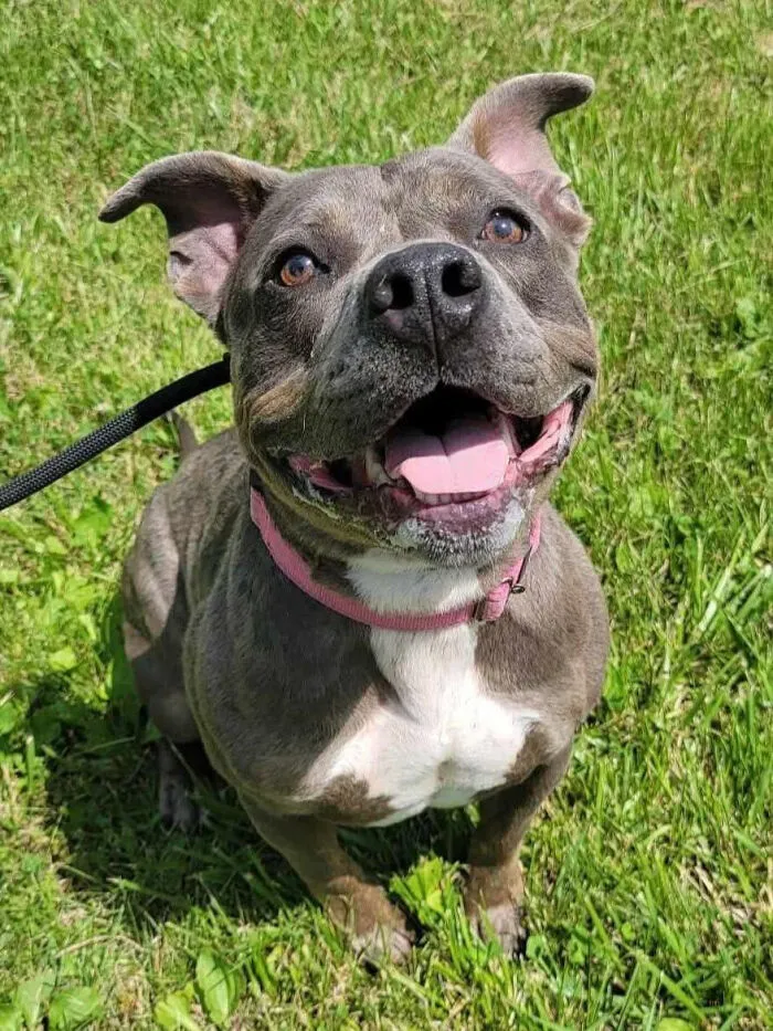 After Two Years At A Shelter, Cindy Lou Was Adopted And Given A New Name - And A Home