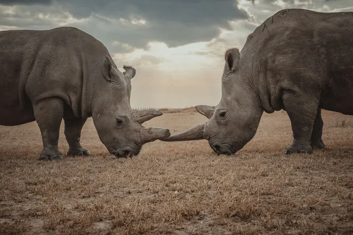 18 Powerful Photos By Mital Patel Showcasing The Last 2 Northern White Rhinos And Their Dedicated Caretakers
