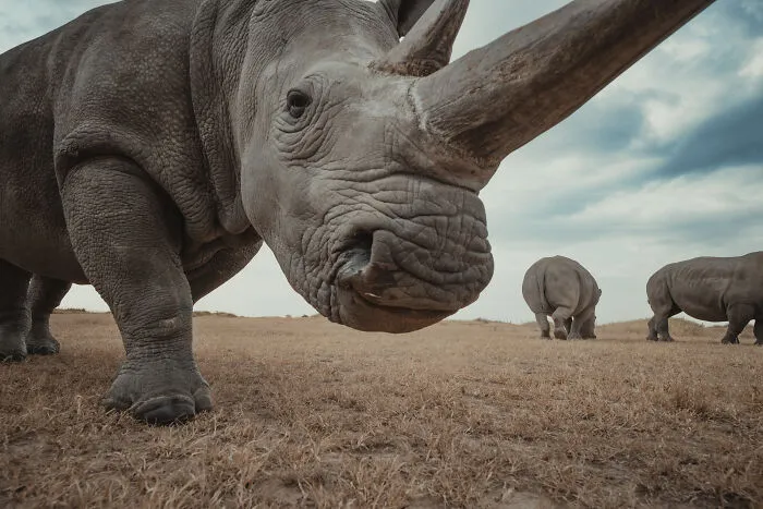 18 Powerful Photos By Mital Patel Showcasing The Last 2 Northern White Rhinos And Their Dedicated Caretakers