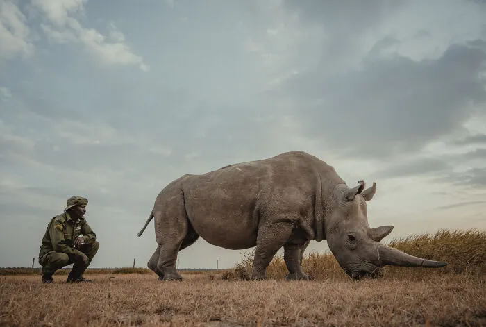 18 Powerful Photos By Mital Patel Showcasing The Last 2 Northern White Rhinos And Their Dedicated Caretakers