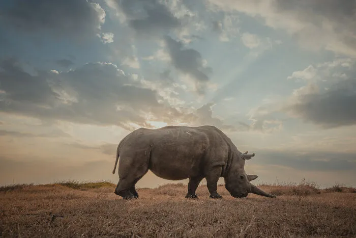 18 Powerful Photos By Mital Patel Showcasing The Last 2 Northern White Rhinos And Their Dedicated Caretakers