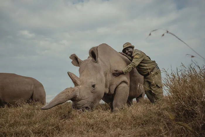 18 Powerful Photos By Mital Patel Showcasing The Last 2 Northern White Rhinos And Their Dedicated Caretakers