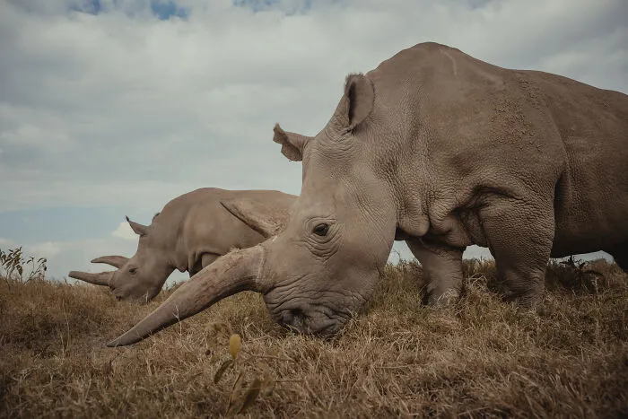 18 Powerful Photos By Mital Patel Showcasing The Last 2 Northern White Rhinos And Their Dedicated Caretakers