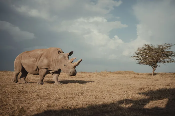 18 Powerful Photos By Mital Patel Showcasing The Last 2 Northern White Rhinos And Their Dedicated Caretakers