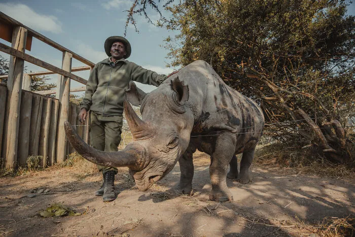 18 Powerful Photos By Mital Patel Showcasing The Last 2 Northern White Rhinos And Their Dedicated Caretakers
