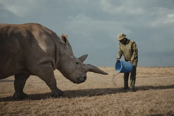 18 Powerful Photos By Mital Patel Showcasing The Last 2 Northern White Rhinos And Their Dedicated Caretakers