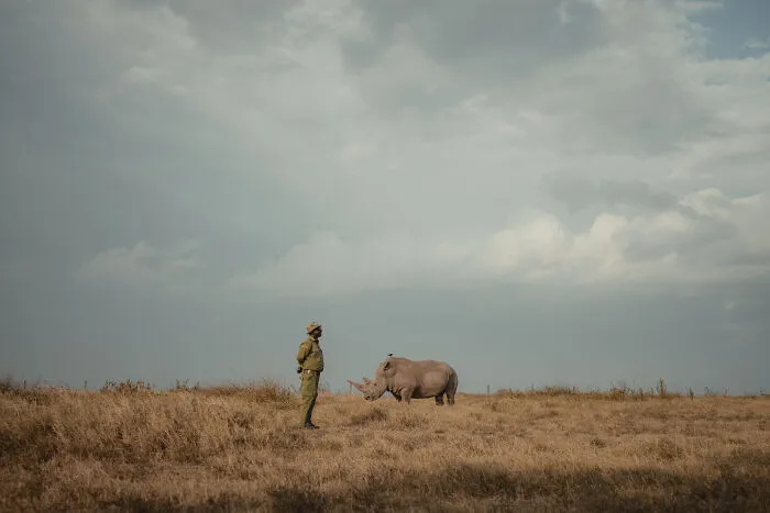 18 Powerful Photos By Mital Patel Showcasing The Last 2 Northern White Rhinos And Their Dedicated Caretakers