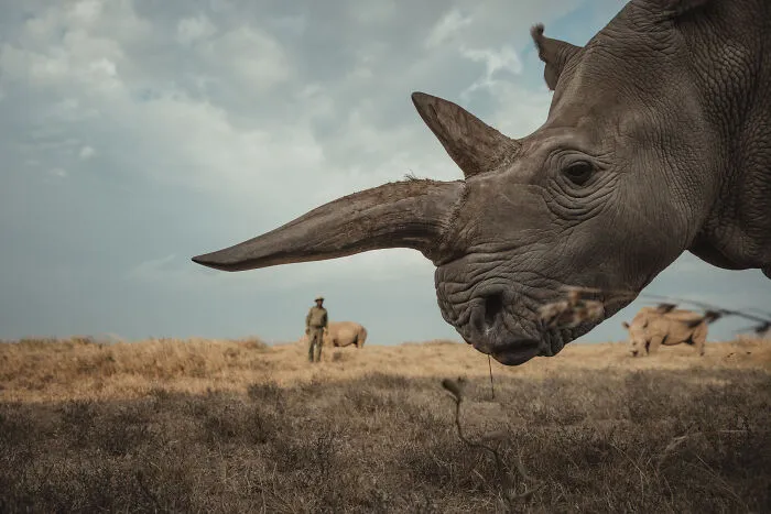 18 Powerful Photos By Mital Patel Showcasing The Last 2 Northern White Rhinos And Their Dedicated Caretakers