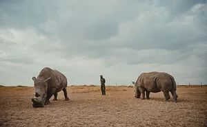 18 Powerful Photos By Mital Patel Showcasing The Last 2 Northern White Rhinos And Their Dedicated Caretakers