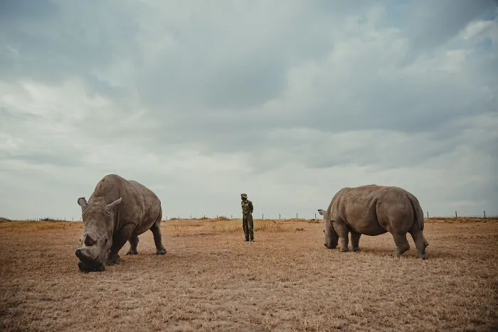 18 Powerful Photos By Mital Patel Showcasing The Last 2 Northern White Rhinos And Their Dedicated Caretakers