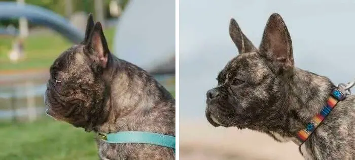 The Dog On The Left Is Award Winning Showdog Named Arnie An Akc French Bulldog. The Dog On The Right Is Flint, Bred In The Netherlands By Hawbucks French Bulldogs - A Breeder Trying To Establish A New, Healthier Template For French Bulldogs