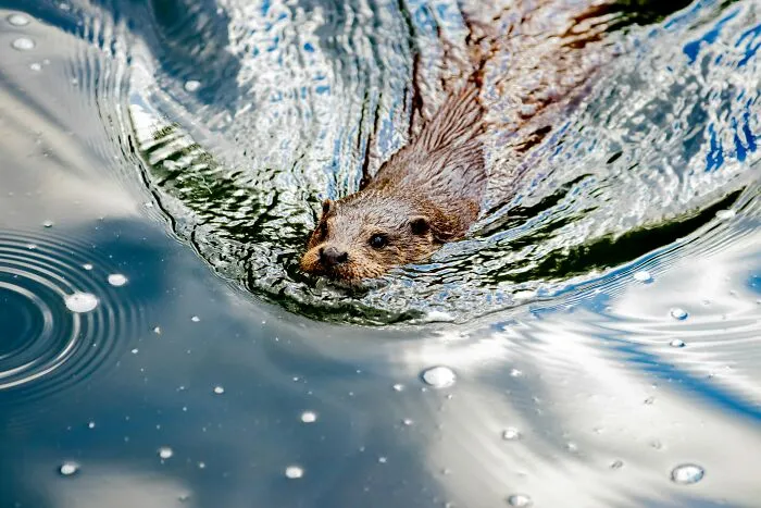 These 49 Animals Seem Cute But Zookeepers Say They Are A Total Nightmare