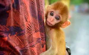 43 Unexpected Animal Encounters Captured By This Street Photographer