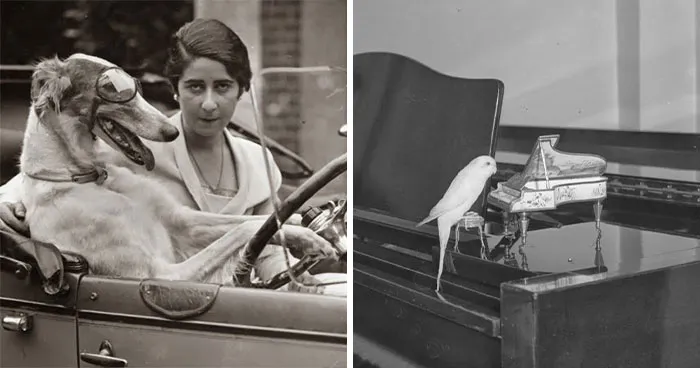 55 Fascinating Animal Photos From The Past Shared By The “Historic Photographs” Page