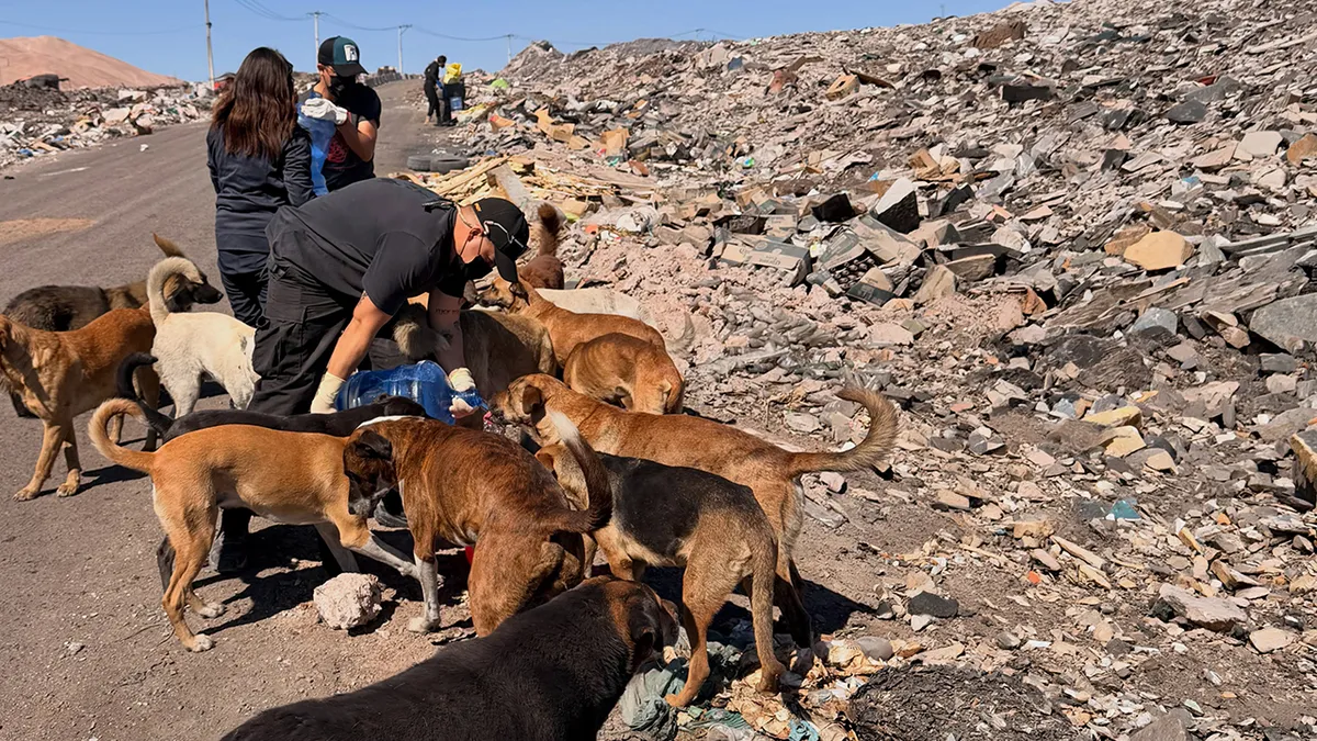 This Woman Leads A Regular Mission To Help Over 100 Abandoned Dogs In The Atacama Desert