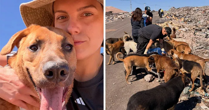 This Woman Leads A Regular Mission To Help Over 100 Abandoned Dogs In The Atacama Desert