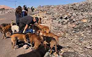 This Woman Leads A Regular Mission To Help Over 100 Abandoned Dogs In The Atacama Desert