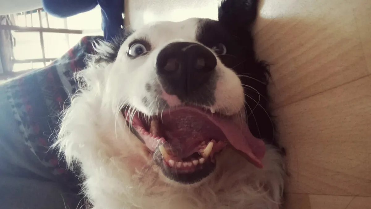 79 Animals Whose Derpy Antics Deserve A Spot In The Internet Hall Of Fame (New Pics)