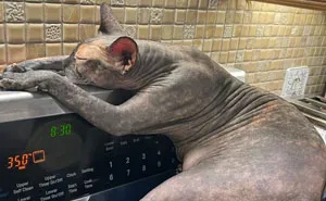 79 Animals Whose Derpy Antics Deserve A Spot In The Internet Hall Of Fame (New Pics)