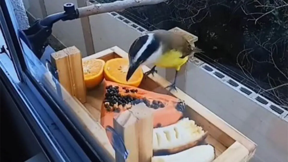 This Man Created A Little “Bird Canteen” By His Window, And 21 Photos Show Who Stopped By