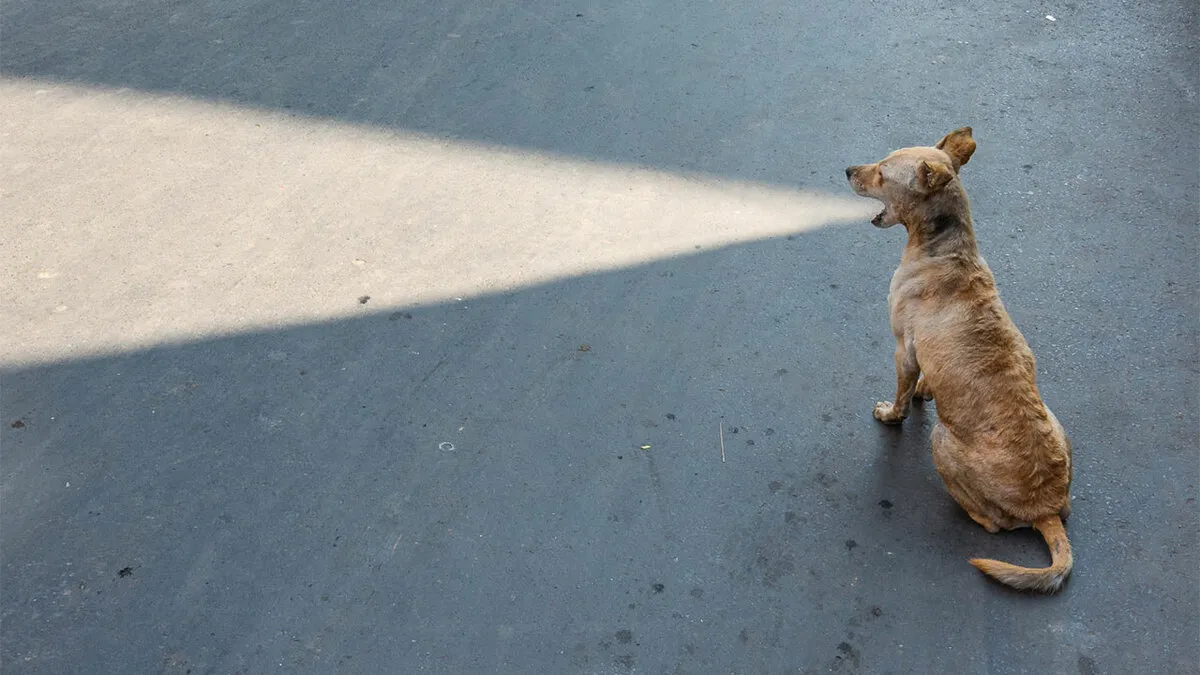 These 23 Street Photos Won The 2026 Macadam Awards’ Attention By Catching The Unexpected