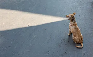 These 23 Street Photos Won The 2026 Macadam Awards’ Attention By Catching The Unexpected