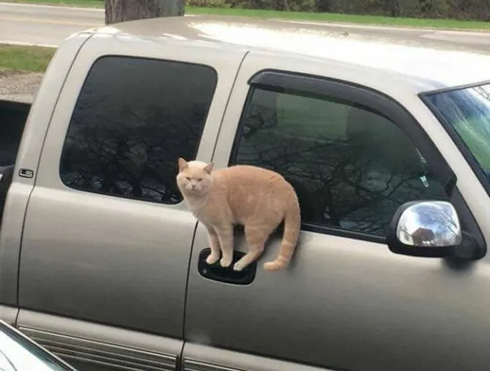 Who Needs Thumbs, When You've Got Things Handled