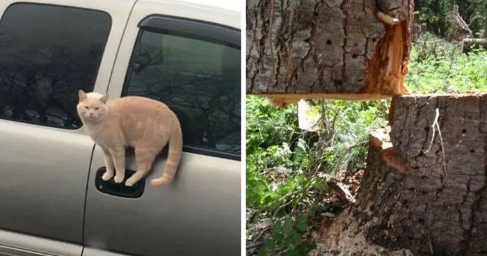 69 Baffling Images That Seem To Make Absolutely No Physical Sense