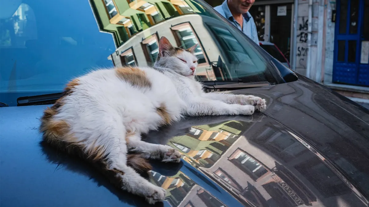 This Street Photographer Took 26 Pics Capturing Animals’ Odd And Hilarious Moments