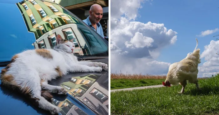 This Street Photographer Took 26 Pics Capturing Animals’ Odd And Hilarious Moments