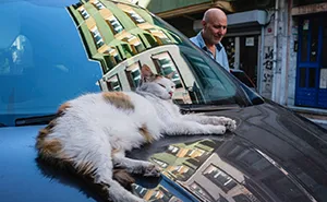 This Street Photographer Took 26 Pics Capturing Animals’ Odd And Hilarious Moments