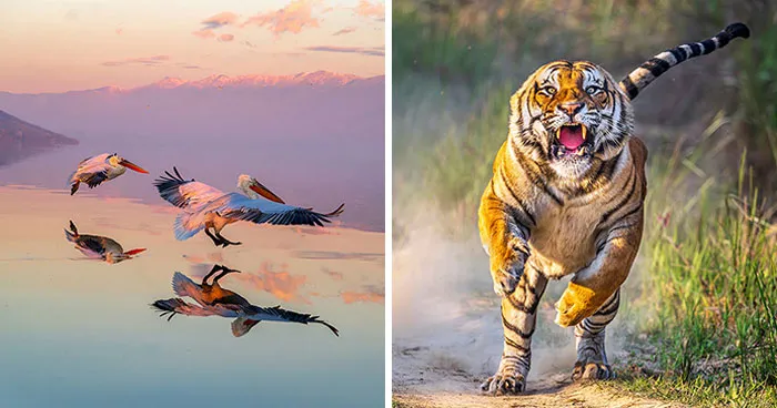 25 Photos Shared By AAP Magazine That Prove The Natural World Is More Than Landscapes And Wildlife