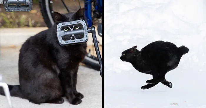 50 Black Cats Caught In Funny, Curious, And Unexpected Moments By Masayuki Oki