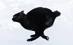50 Black Cats Caught In Funny, Curious, And Unexpected Moments By Masayuki Oki