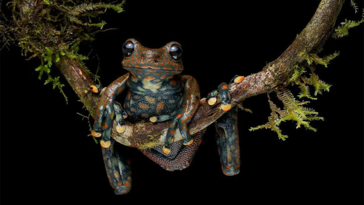 26 Fascinating Photos Of Frogs With Incredible Colors And Markings, Shared By ‘Herping The Globe’