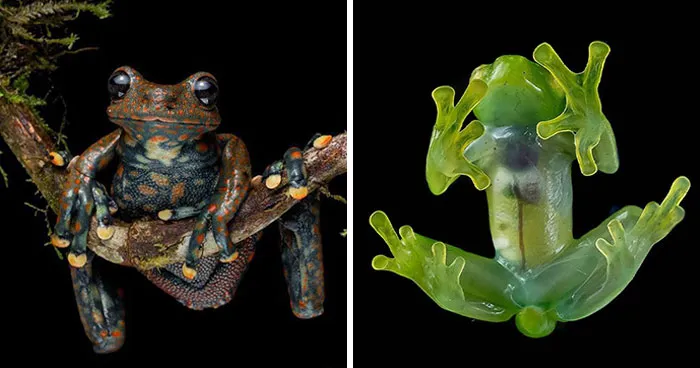 This Online Community Shared 26 Frog Photos Showing Nature At Its Most Colorful
