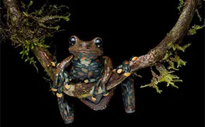 26 Fascinating Photos Of Frogs With Incredible Colors And Markings, Shared By ‘Herping The Globe’